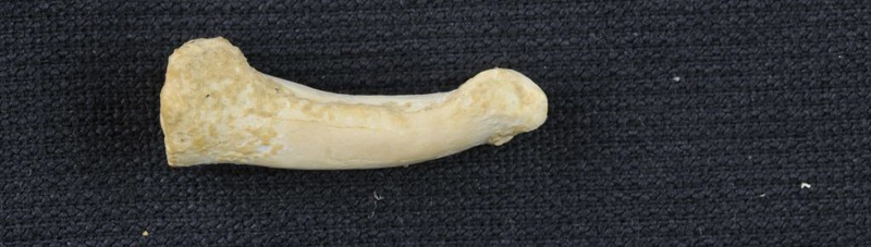 The toe bone in question: The third metatarsal of H. luzonensis.